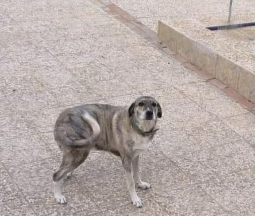 Tiene 7 años, sus, humanos se van en residencia, están muy mayores, buscamos una, familia urgente, ahora está en Sevilla pero puede viajar, esta castrado, vacunado con chip...