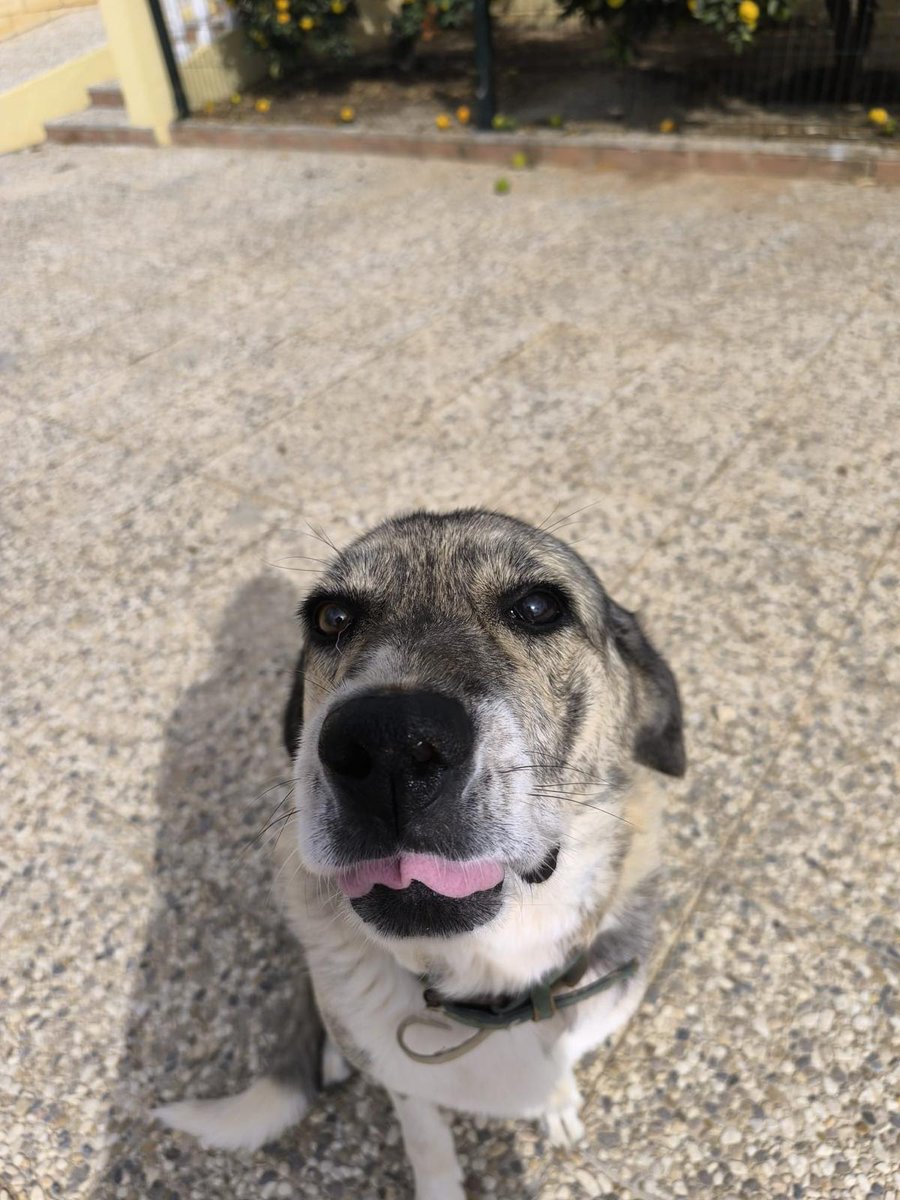 BremenMusicos's tweet photo. Tiene 7 años, sus, humanos se van en residencia, están muy mayores, buscamos una, familia urgente, ahora está en Sevilla pero puede viajar, esta castrado, vacunado con chip... https://t.co/e8wzNF2IS4
