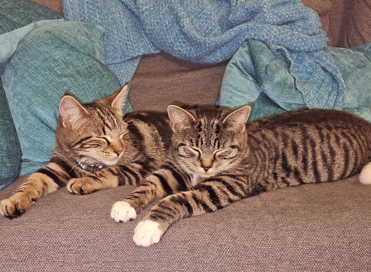 So cute when they're asleep.