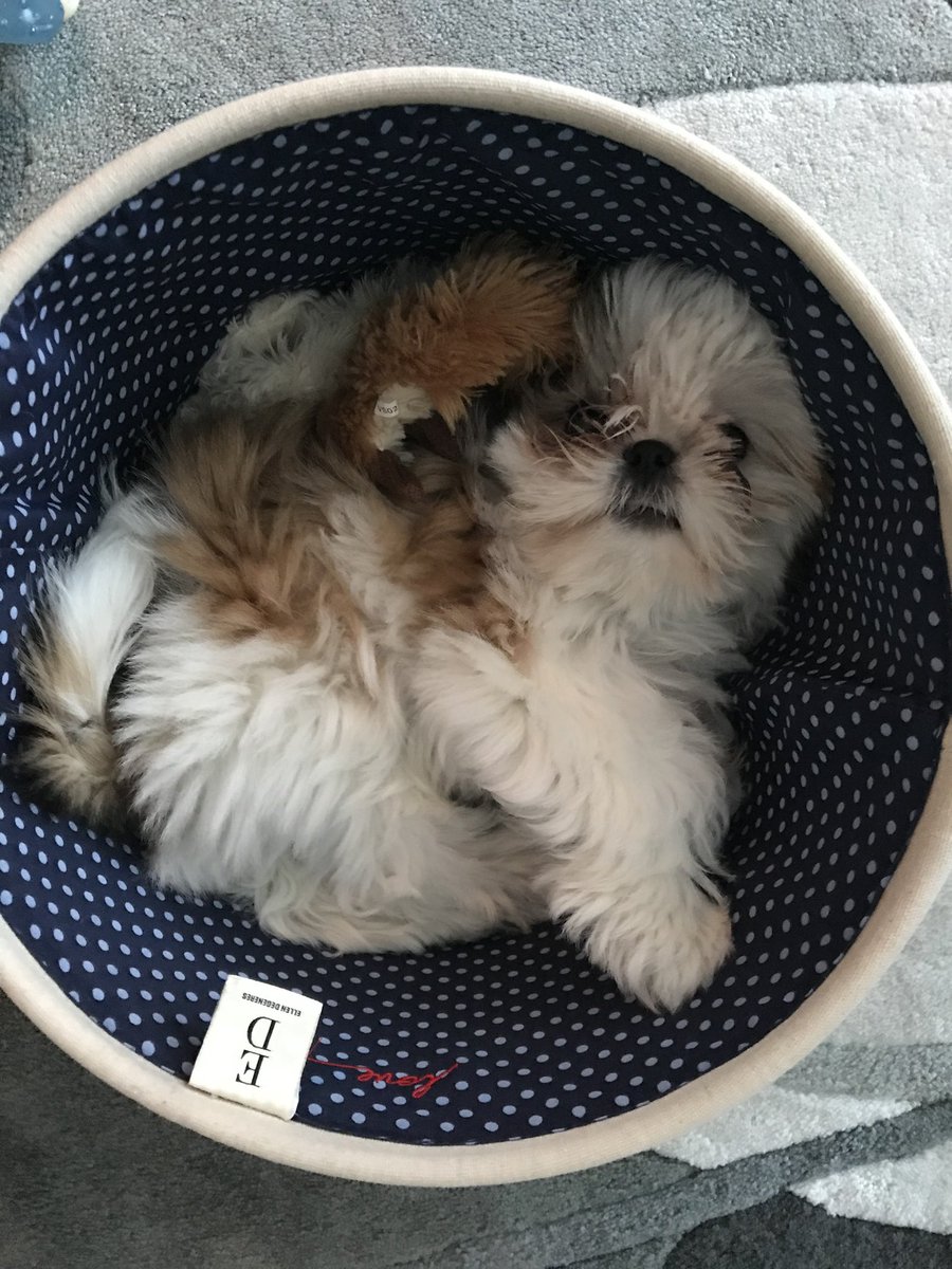 MingxiTzu 🇨🇦 tweet media