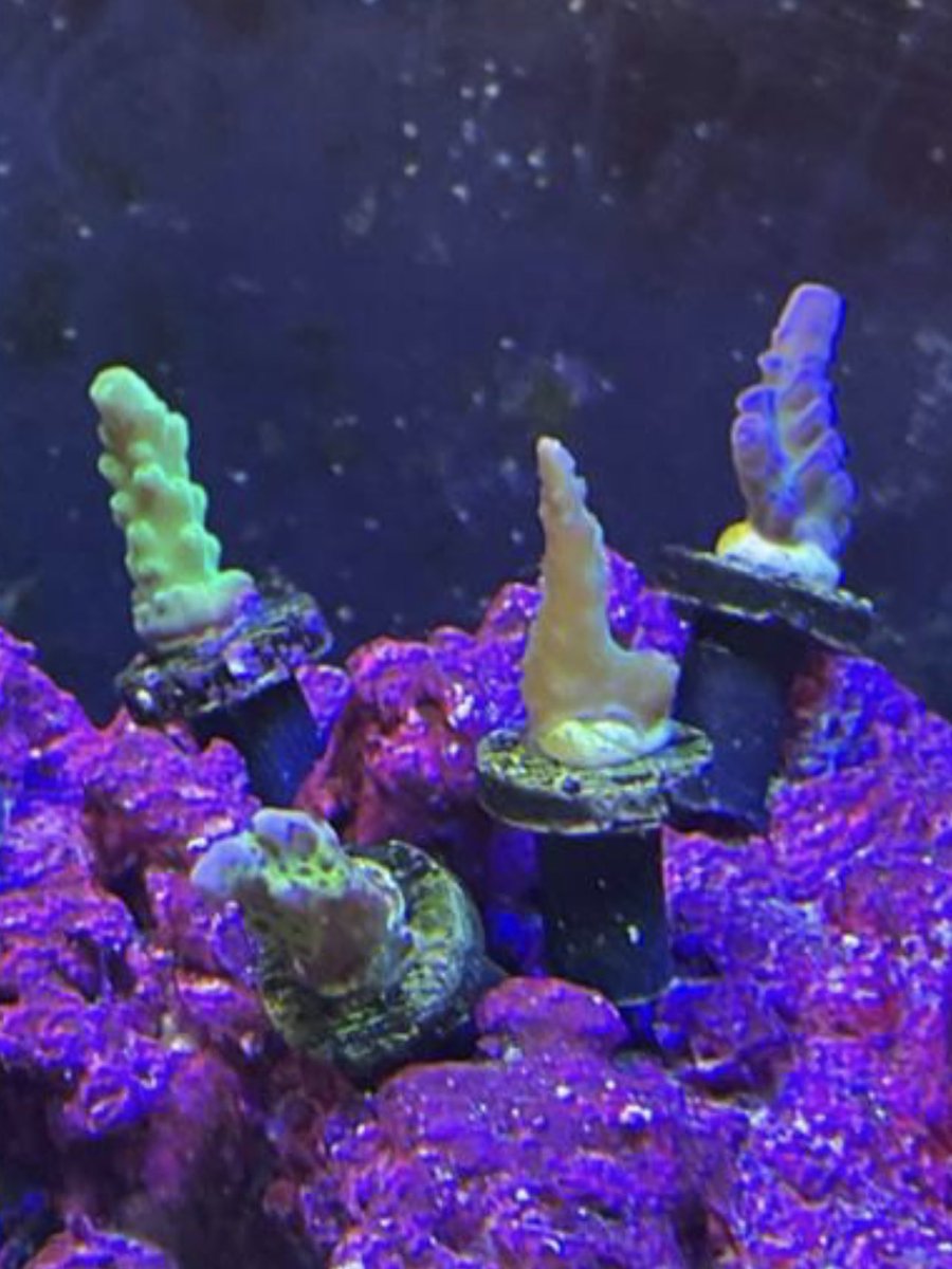 RocketWolfski's tweet photo. Why my man’s new coral look like BD teenie weenies https://t.co/e4OyC0Y6oh