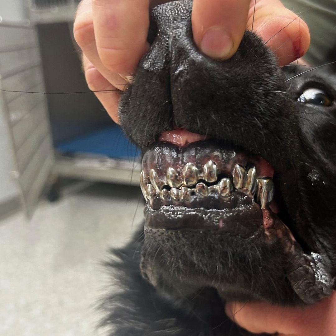 saint's tweet photo. this K-9 unit named Deke was given titanium teeth caps to extend its service life.

the work was needed on the 6 years old german shepherd due to his natural teeth becoming worn down over his years of specialized service in narcotics and apprehension. https://t.co/xAtJnJJ7ie