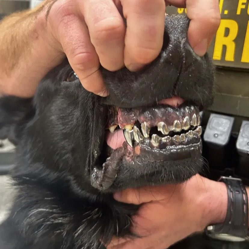 saint's tweet photo. this K-9 unit named Deke was given titanium teeth caps to extend its service life.

the work was needed on the 6 years old german shepherd due to his natural teeth becoming worn down over his years of specialized service in narcotics and apprehension. https://t.co/xAtJnJJ7ie