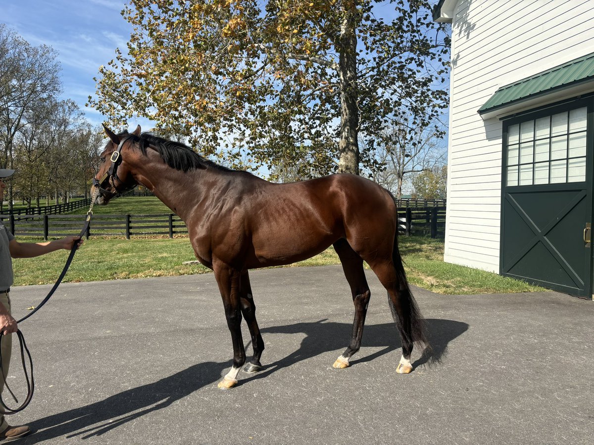 KaylieShapiro13's tweet photo. Belmont Stakes and @NYRABets Haskell winner Dornoch showing off his tongue trick @spendthriftfarm. 

He’s beyond beautiful, with the best personality 😍 https://t.co/vvmk6hQstO
