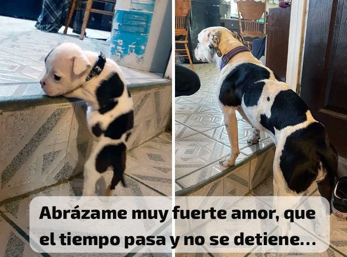 Dilo con perritos tweet media