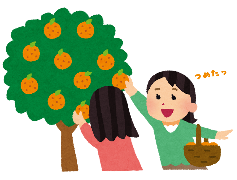 みかんのことなら「のま果樹園」 tweet media