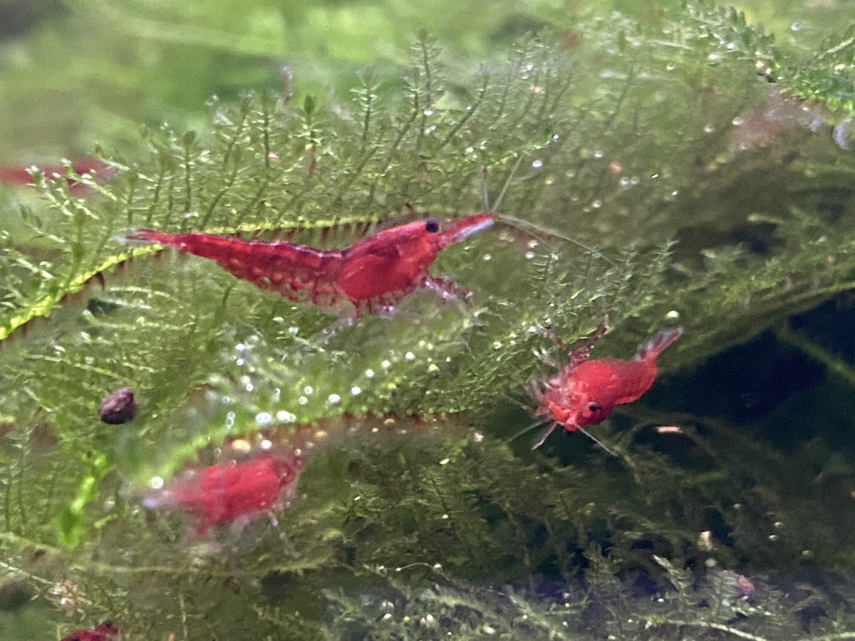 DominikaWalus's tweet photo. Dziś czerwone robale 🦐
#RedCherry / #Sakura https://t.co/GtiBCiplBq