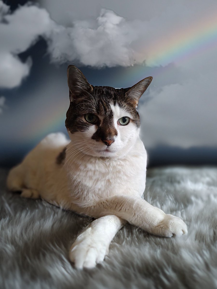 Ami The Office Cat & Willy The Intern tweet media