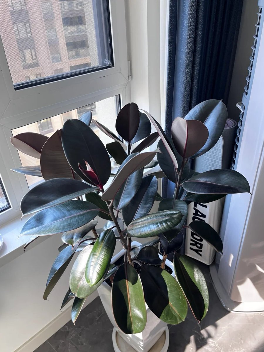 pershing___'s tweet image. Rubber trees are really easy to grow.