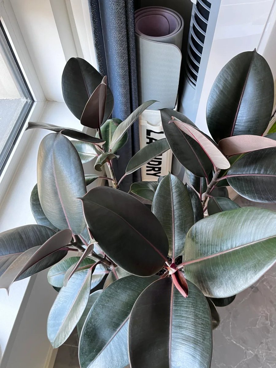 pershing___'s tweet image. Rubber trees are really easy to grow.