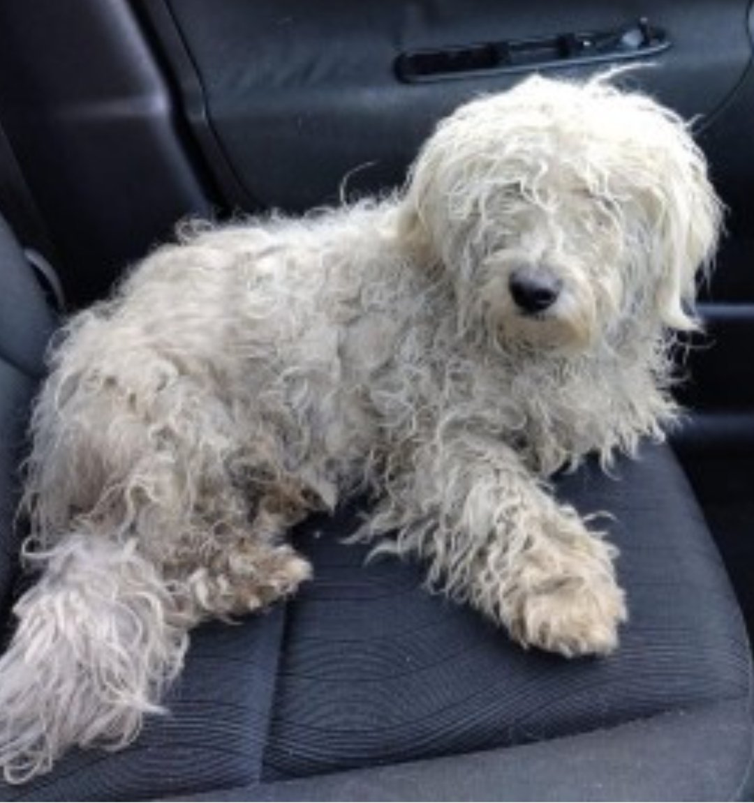 bs2510's tweet photo. #SpanielHour
Male Cross Breed white
#Found 19 Oct 2024 Mount Hanover Road #Duleek #CoMeath #Ireland
Meath Dog Shelter Stray white male mixed breed found not microchipped if this is your dog contact us at the shelter proof of ownership is required
https://t.co/ltRqUwEkon https://t.co/FwWKGKExbo