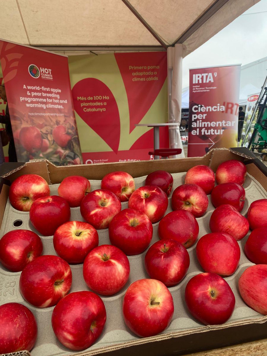 irtacat's tweet photo. Durant la XXIX Jornada Fructícola de Mollerussa, consolidada com un punt de referència clau per al sector fruiter, hem presentat la poma #STELLAR™️, una nova varietat adaptada als climes càlids, resultat de més de 20 anys d'investigació.🍏 https://t.co/21ptUxdNln