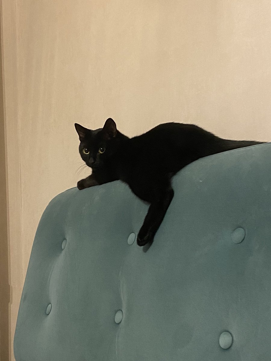 sandys170's tweet photo. Ощутила невероятную потребность показать вам моего кота 🥹❤️ https://t.co/ptTVMXuQSk