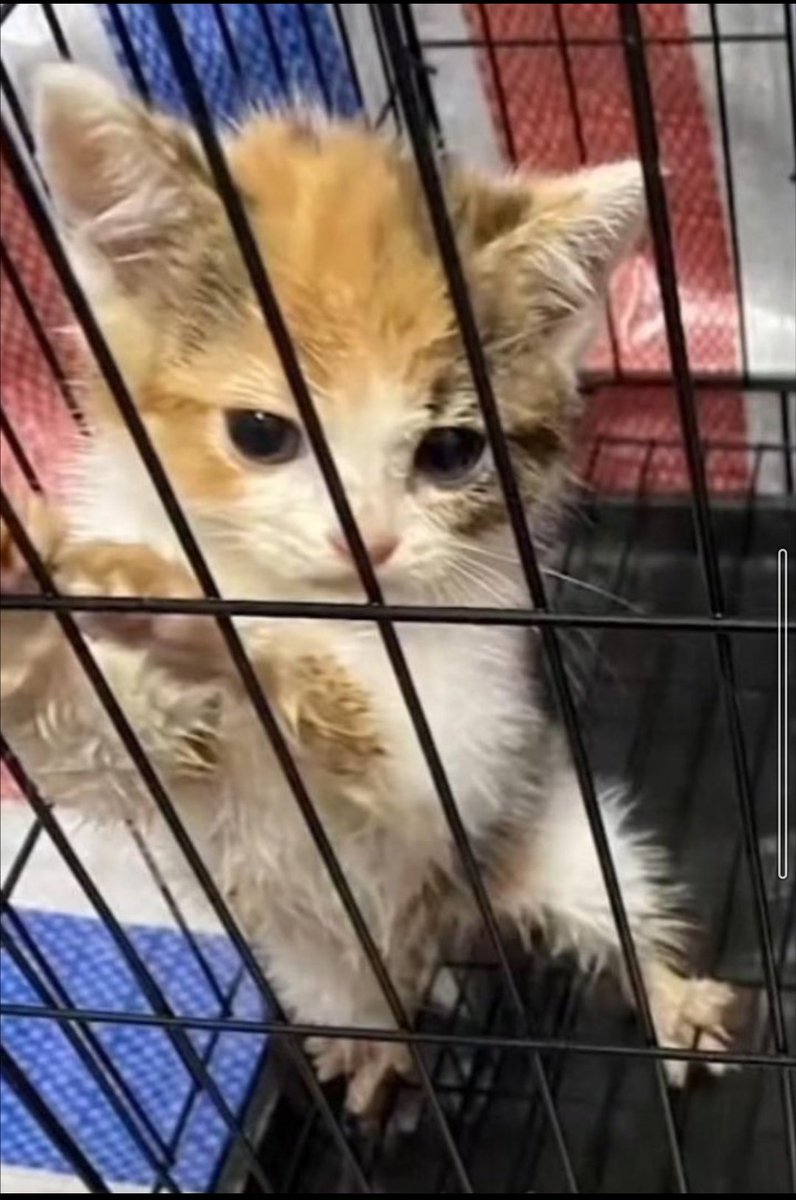 紗ら🐈❤‍🩹 中国猫のsos🔉 tweet media