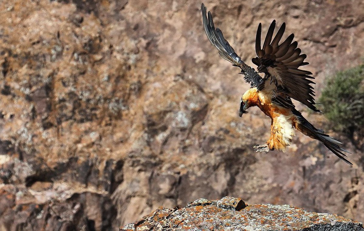 فلات ایران tweet media