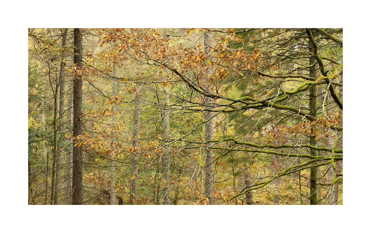 Woodland is actually becoming enjoyable…….well almost 

#woodlandphotography 
#NaturePhotograhpy