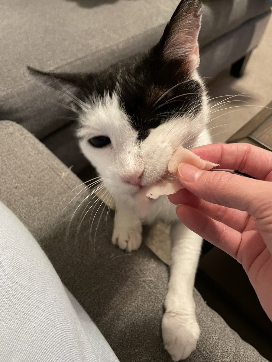acatnamedteddy's tweet photo. I have some great news to share 🥹

We just got home from Teddy's recheck with the Internal Medicine vet who handled his near-death hospitalization back in January. He was due for a recheck ultrasound to see if his bilateral adrenal hyperplasia has progressed or turned cancerous. https://t.co/HXP9aFENPG