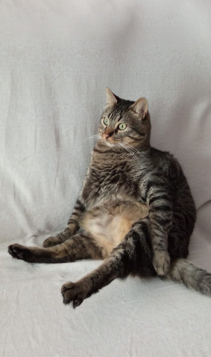 patito_frito's tweet photo. Si estabais teniendo un día regu, os dejo estas imágenes de mi gato esférico. https://t.co/qzPrbcJrgk