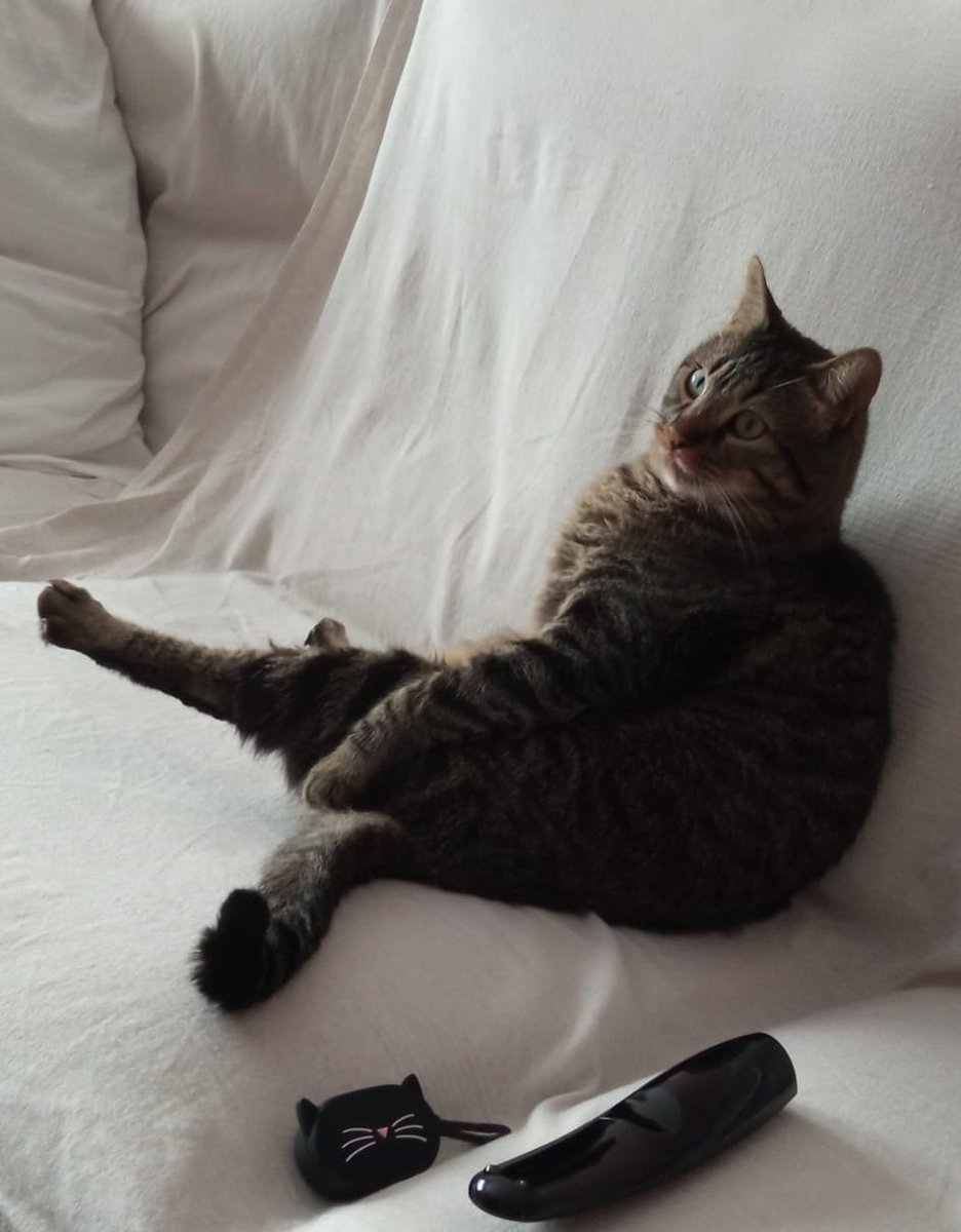 patito_frito's tweet photo. Si estabais teniendo un día regu, os dejo estas imágenes de mi gato esférico. https://t.co/qzPrbcJrgk