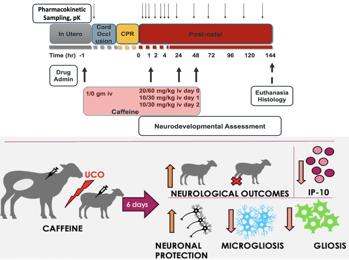 #STROKE: In an animal model of HIW, perinatal caffeine administration was shown to attenuate systemic and brain inflammation, and contribute to improvements in histological and neurological outcome. #AHAJournals ahajrnls.org/3YlhcmG <a href="/neosatyan/">Satyan</a>
