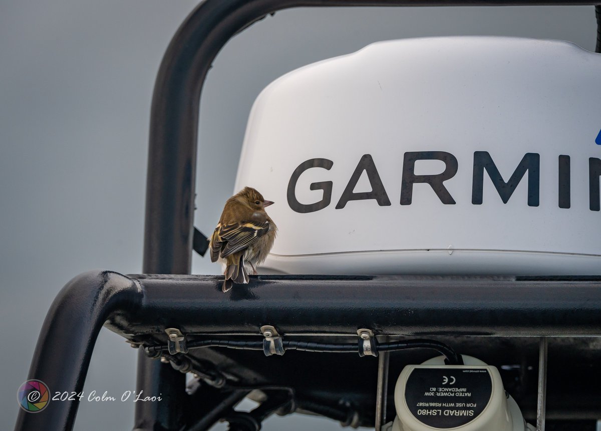 Colm O Laoi tweet media