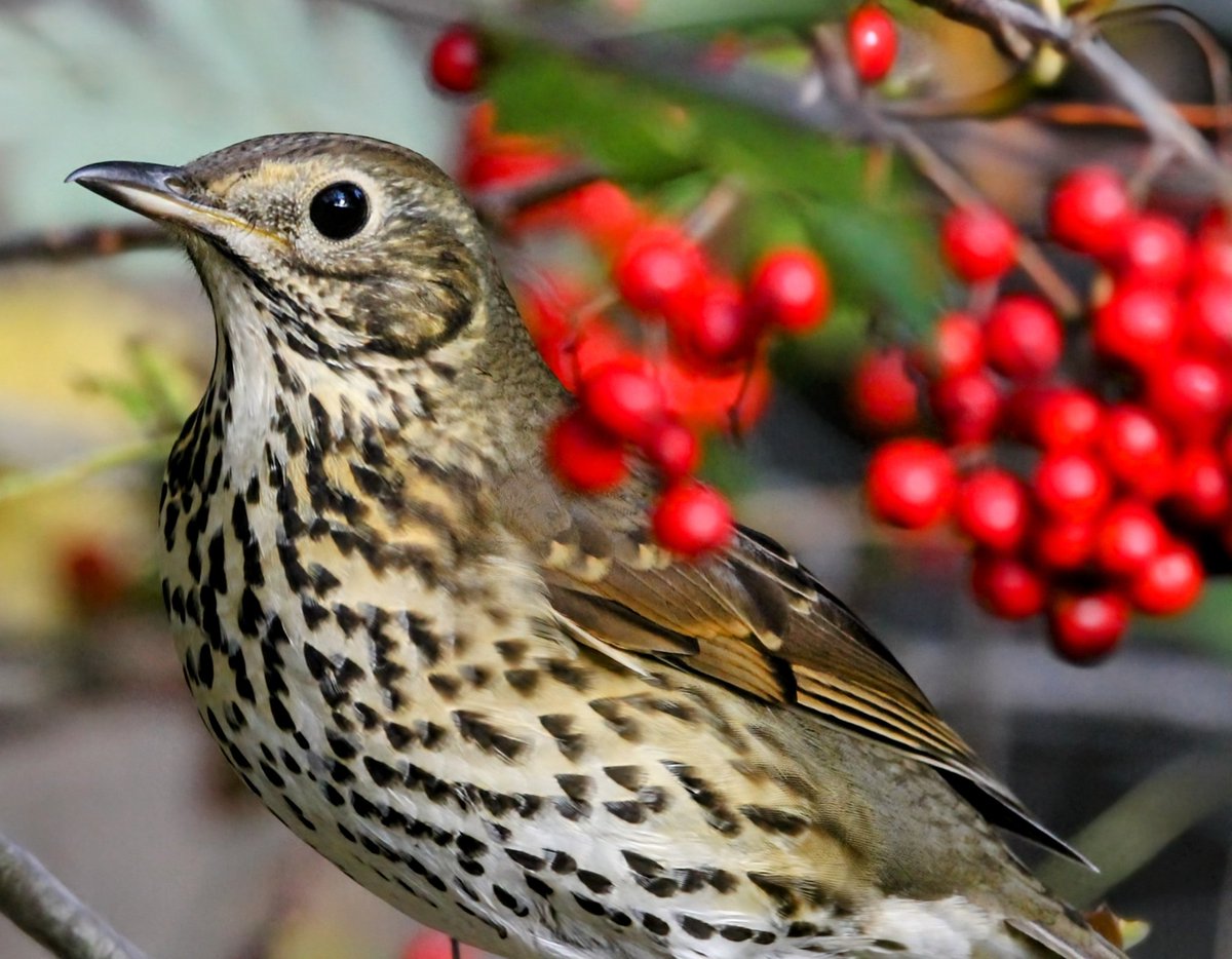 Jonatha95851783's tweet photo. A song thrush 
#songthrush #birds #bird #nature #birdsofinstagram #wildlife #birdwatching #birdphotography #thrush #wildlifephotography #naturephotography #of #rspb #best  #ig #thrushbird #mistlethrush #photograghy #berrys #autumn #canon #photo https://t.co/jV4vXinAkq