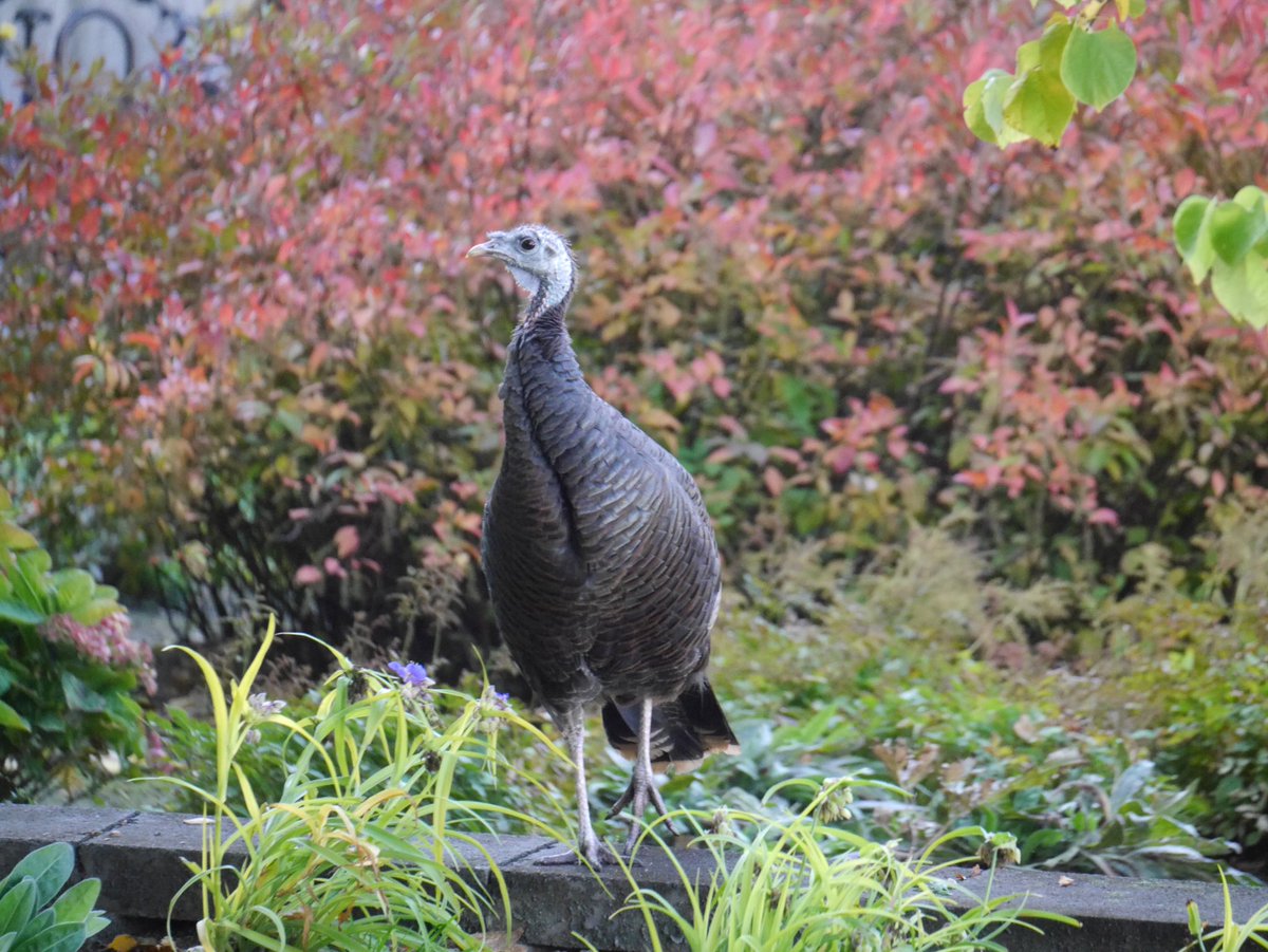 Hanabi_NYC's tweet photo. October 23,
Astoria the Roosevelt Island Turkey.

#birdcpp https://t.co/ZSX01ToF78