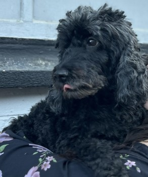 millypod1's tweet photo. DARCY HOME SAFE. THANKS FOR RT's 😊🐕🐾

🆘15 OCT 2024 #Lost DARCY #ScanMe
Black Cockerpoo Female 
#Werrington #Peterborough #Cambridgeshire #PE4   Sighted at Glinton and Peakirk, wearing a grey collar with pink bow,
https://t.co/Hm3l5zuXTG https://t.co/Uv7ft3S9nc