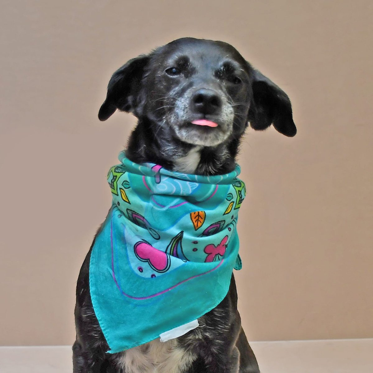 VIBRAmascotas's tweet photo. Estrellita, 2 años aprox, talla mediana, es bien bonita, tranquila y amigable con otros perritos
Urge una familia por favor 🙏🏽 
Ayuda!!
#rt #AdoptaNoCompres #CiudadDeMéxico #adopcionResponsable
Wats 5548724347 https://t.co/UPAMSwRK1P