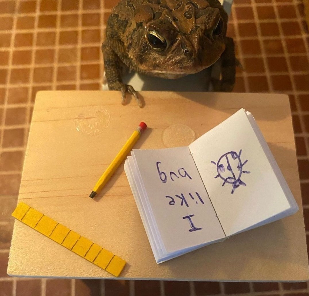 No Context Frogs tweet media