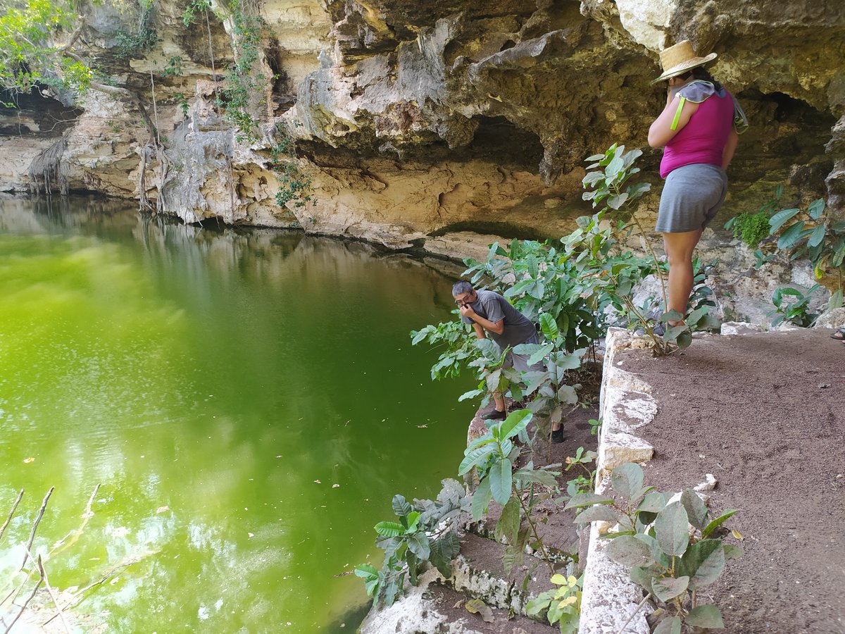 MarkViales's tweet photo. One of my photographs republished in Mexico News Daily
Crystal clear cenotes have been devastated by rancid pollution from humans and pig farms #cenotes #pollution #pigfarming #industry #waste #nature #ClimateAction
https://t.co/NoVpIrujhh https://t.co/NCY4nJyKE3