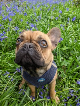 millypod1's tweet photo. 🆘22 OCT 2024 #Lost PICKLE #ScanMe
YOUNG Thorn French Bulldog Female
Around New Wharf Farm Campsite
Horsebridge Common #Ashurst #WestSussex #BN44 3AL
She chased after a stag that was in a field.
https://t.co/rePYOyOczb https://t.co/XRmb2eo0PC