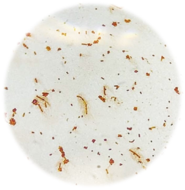 MyxoUGR's tweet photo. Cuarto grupo de prácticas de Micro I de Biología. Este año están triunfando con las tinciones de flagelos!!! https://t.co/MPqWPvJbk2