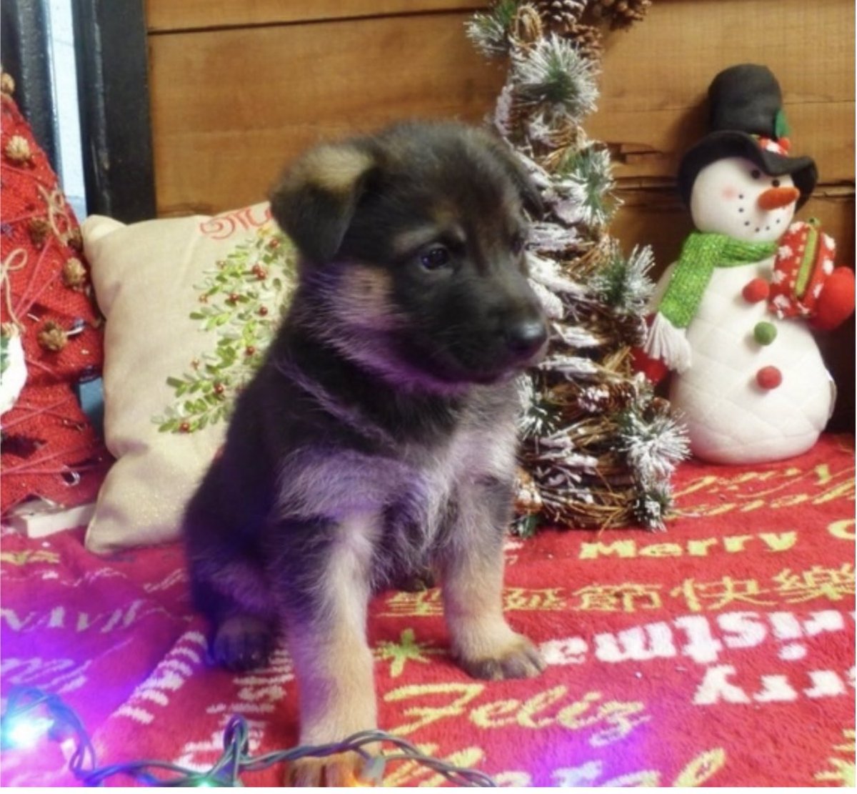 coachcropper's tweet image. R.I.P to my Ruger. You were not my pet you were my son. Thank you for the great memories. It’s going to be tough staying up late night breaking down game film without you. You will be dearly missed. I love you, rest easy. #AllDogsGoToHeaven