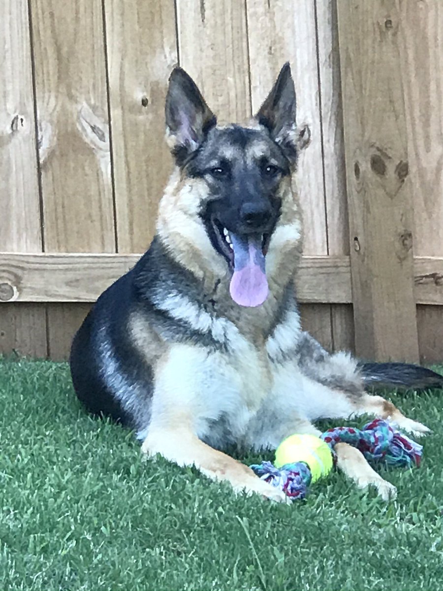 coachcropper's tweet image. R.I.P to my Ruger. You were not my pet you were my son. Thank you for the great memories. It’s going to be tough staying up late night breaking down game film without you. You will be dearly missed. I love you, rest easy. #AllDogsGoToHeaven