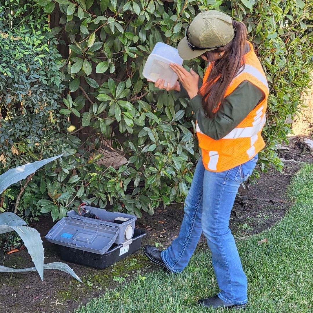 ConsolidatedMAD's tweet photo. Meet this week's Mosquito Warrior! 

Mosquito surveillance technician Sabrina is checking a gravid trap to see how many mosquitoes were caught overnight. The District is grateful for her 2 seasons dedicated to mosquito control.

#MosquitoWarrior https://t.co/7QoE1KTRSl