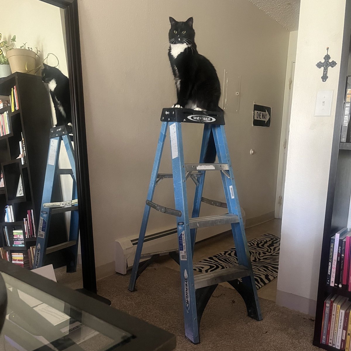 ModernCatMag's tweet photo. "Don't mind me! Just supervising to make sure this reno is done correctly." 😹🐾

📷️: Cardi B and her human, Bobbye!

#moderncat #moderncatmagazine #cats #cat #helpfulcat #tuxedocat #tuxiesofinstagram #catmemes #catlife #lifewithcats #kittysupervisor #kittycat https://t.co/pFEbEjF6X8