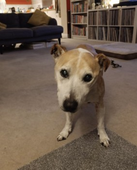 millypod1's tweet image. 🆘23 OCT 2024 #Lost MILO #ScanMe
Milo is very elderly, is deaf and nearly blind😢
ELDERLY Tan &amp;amp; White Cross Breed Male
#Bawburgh #Norfolk #NR9 doglost.co.uk/dog-blog.php?d…
