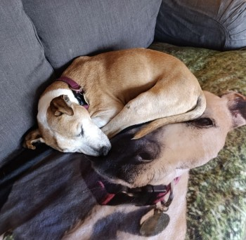 millypod1's tweet image. 🆘23 OCT 2024 #Lost MILO #ScanMe
Milo is very elderly, is deaf and nearly blind😢
ELDERLY Tan &amp;amp; White Cross Breed Male
#Bawburgh #Norfolk #NR9 doglost.co.uk/dog-blog.php?d…