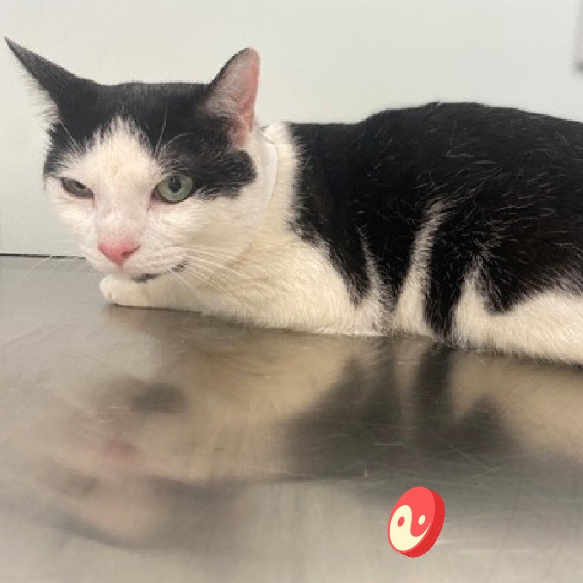 Kimberlykokourt's tweet image. Ying Yang Needs A Placement By Thursday October 24, 2024 By 12PM &amp;amp; Must Be Pulled By A New Hope Partner Rescue! (#YingYang): Handsome Ying Yang Is A 1 Year Old Desexed Male Black &amp;amp; White #Cat At The #QueensACC : #ID208813 : Adult Home! #CatsOfX #NYCACC : Owner Surrender-Not Fixed
