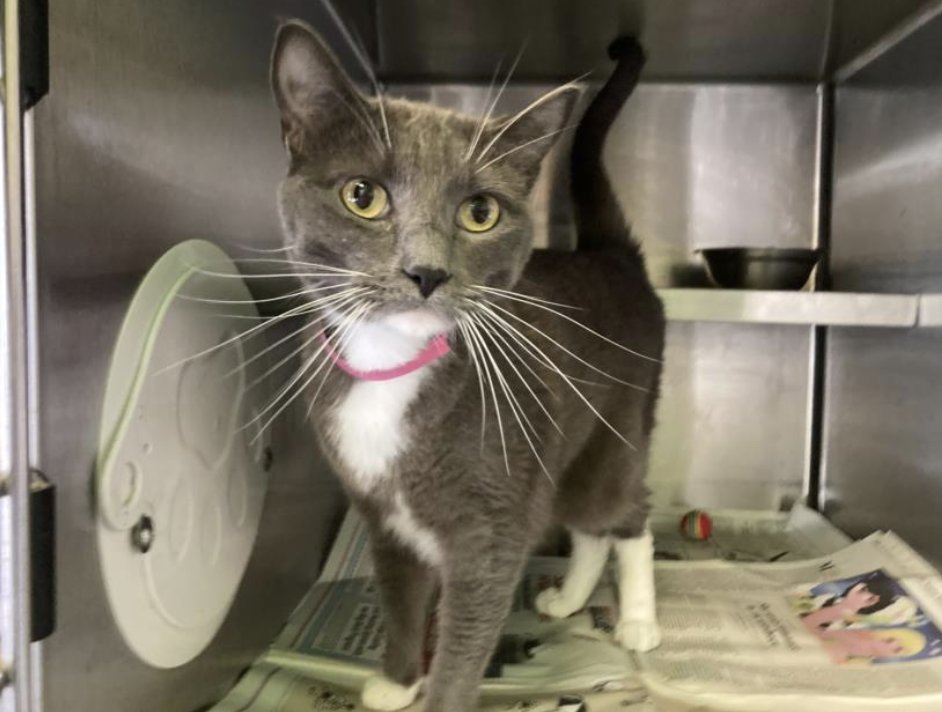 LACityPets's tweet photo. Meet some of our adoptable cats! ๐พ
๐ฑ Molly #A2043417๐West Valley
๐ฑ Gabby #A2166723๐Chesterfield Square
๐ฑ Sandwich #A2165539๐North Central
๐ฑ Felly #A2165166 ๐West LA
#lacitypets #adopt #foster #catsofLA #cats #losangeles https://t.co/zIhFFLjk0A