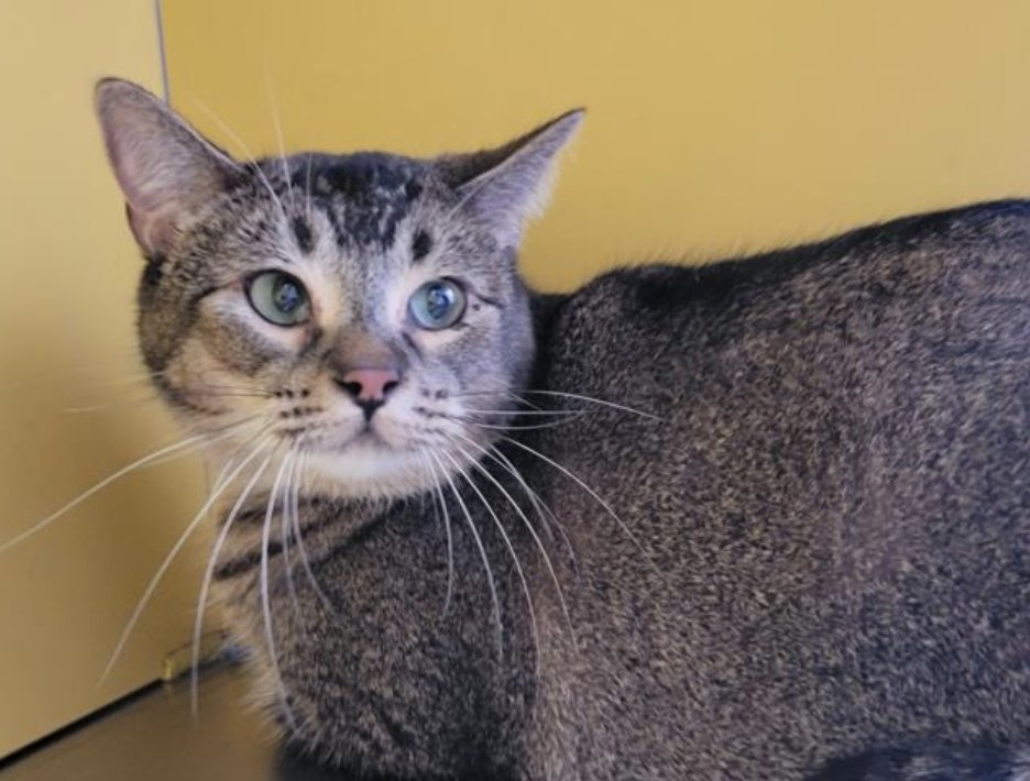 LACityPets's tweet photo. Meet some of our adoptable cats! ๐พ
๐ฑ Molly #A2043417๐West Valley
๐ฑ Gabby #A2166723๐Chesterfield Square
๐ฑ Sandwich #A2165539๐North Central
๐ฑ Felly #A2165166 ๐West LA
#lacitypets #adopt #foster #catsofLA #cats #losangeles https://t.co/zIhFFLjk0A