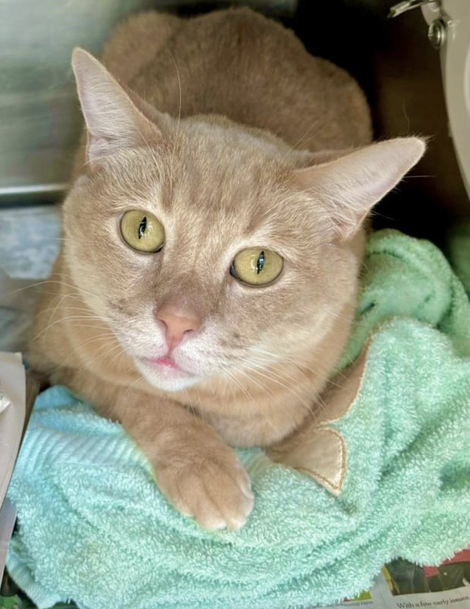 LACityPets's tweet photo. Meet some of our adoptable cats! ๐พ
๐ฑ Molly #A2043417๐West Valley
๐ฑ Gabby #A2166723๐Chesterfield Square
๐ฑ Sandwich #A2165539๐North Central
๐ฑ Felly #A2165166 ๐West LA
#lacitypets #adopt #foster #catsofLA #cats #losangeles https://t.co/zIhFFLjk0A