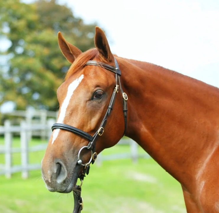 Wildenstein Breeding - FanPage (@bleuballymore) on Twitter photo ⚠️ QAZAC's brother by <a href="/Haras_d_Etreham/">Haras d'Etreham</a> PERSIAN KING is named RAAMMEE
➡️ RAAMMEE sold 150.000 Guineas by <a href="/ClareCastleStud/">Clare Castle Stud</a> at <a href="/Tattersalls1766/">Tattersalls</a>, in training at <a href="/varianstable/">Roger Varian</a> for Sheikh Ahmed Al Maktoum ⚠️ QAZAC's brother by <a href="/Haras_d_Etreham/">Haras d'Etreham</a> PERSIAN KING is named RAAMMEE
➡️ RAAMMEE sold 150.000 Guineas by <a href="/ClareCastleStud/">Clare Castle Stud</a> at <a href="/Tattersalls1766/">Tattersalls</a>, in training at <a href="/varianstable/">Roger Varian</a> for Sheikh Ahmed Al Maktoum