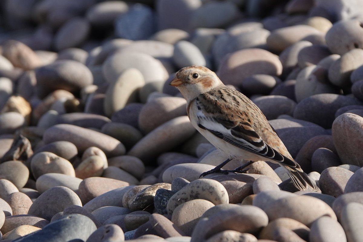 Steve Hearn (@stevesdhearn22) on Twitter photo Late to the party as usual but great to see the 2 Snow Buntings on Budleigh beach and also finally connected with the LB Dowitcher at BGM - no photo though as asleep most of the time! <a href="/DevonBirds/">Devon Birds</a> <a href="/wildlife_devon/">Wildlife In Devon</a> <a href="/ClintonDevon/">ClintonDevonEstates</a> Late to the party as usual but great to see the 2 Snow Buntings on Budleigh beach and also finally connected with the LB Dowitcher at BGM - no photo though as asleep most of the time! <a href="/DevonBirds/">Devon Birds</a> <a href="/wildlife_devon/">Wildlife In Devon</a> <a href="/ClintonDevon/">ClintonDevonEstates</a>