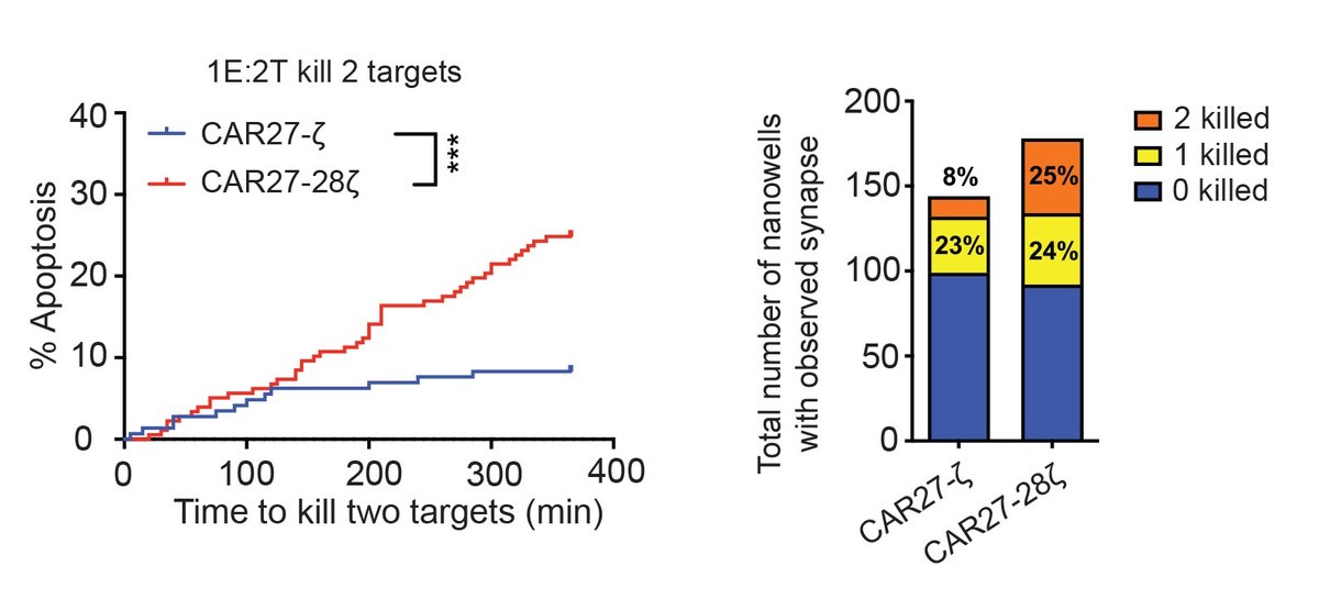 CellChorus (@cellchorus) on Twitter photo Congrats to <a href="/sunilacharya13/">sunil acharya</a>, <a href="/lab_rezvani/">Katy Rezvani, M.D., Ph.D</a> & collaborators for publishing in Cancer Discovery how CD28 costimulation enhances CAR-NK cell function! CAR27 NK cells with CD28-based costimulation were ~3x more likely to exhibit serial killing. Learn more:
cellchorus.com/news/cancer-di⦠Congrats to <a href="/sunilacharya13/">sunil acharya</a>, <a href="/lab_rezvani/">Katy Rezvani, M.D., Ph.D</a> & collaborators for publishing in Cancer Discovery how CD28 costimulation enhances CAR-NK cell function! CAR27 NK cells with CD28-based costimulation were ~3x more likely to exhibit serial killing. Learn more:
cellchorus.com/news/cancer-diā¦