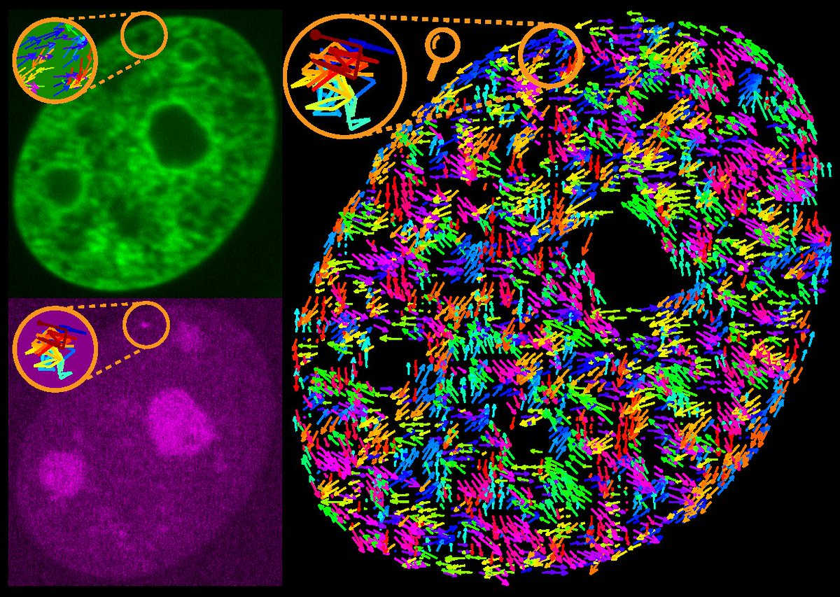 Latest research from the Zidovska Lab published in <a href="/NatureComms/">Nature Communications</a>  reveals how transcription drives motions within the #humangenome: nature.com/articles/s4146… <a href="/NatureComm/">NatureCommunity</a>, <a href="/nyu_csmr/">NYU CSMR</a> #science #physics #research