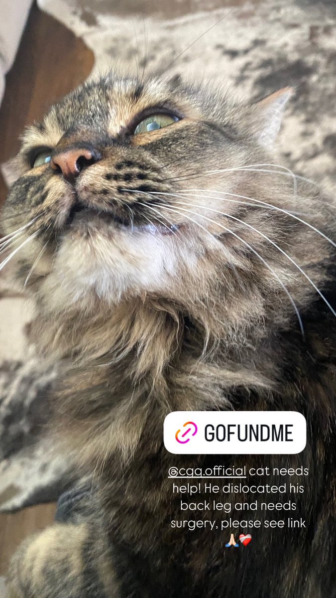 CGQ_official's tweet photo. If ur reading this can you pls just share if you’re able to help any other way knw how much it means to me.This little guy has been by my side for 6 yrs &amp; w/all this year has thrown at me he has been my rock &amp; he needs surgery, if your pray pls keep us in your thoughts
Link below https://t.co/fWR7SgVf0T