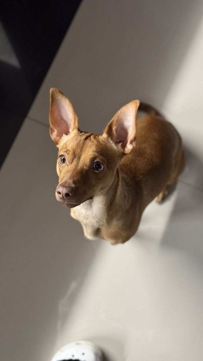 Произошла ситуация пёпс 🧡 знакомься, твиттер, это Джеки