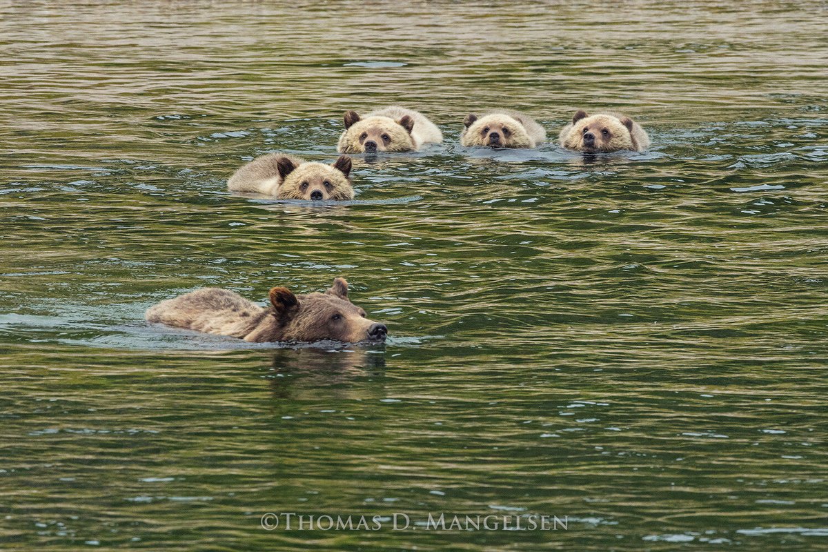 WildlifeArtJH's tweet photo. Today our community mourns the loss of wildlife icon, the Queen of the Tetons, grizzly #399. 

In the winter of 2021/2022 we exhibited "While They’re Sleeping: A Story of Bears" with compelling images from wildlife photographer and conservationist Thomas G. Mangelsen. https://t.co/2iHU9hZjxk